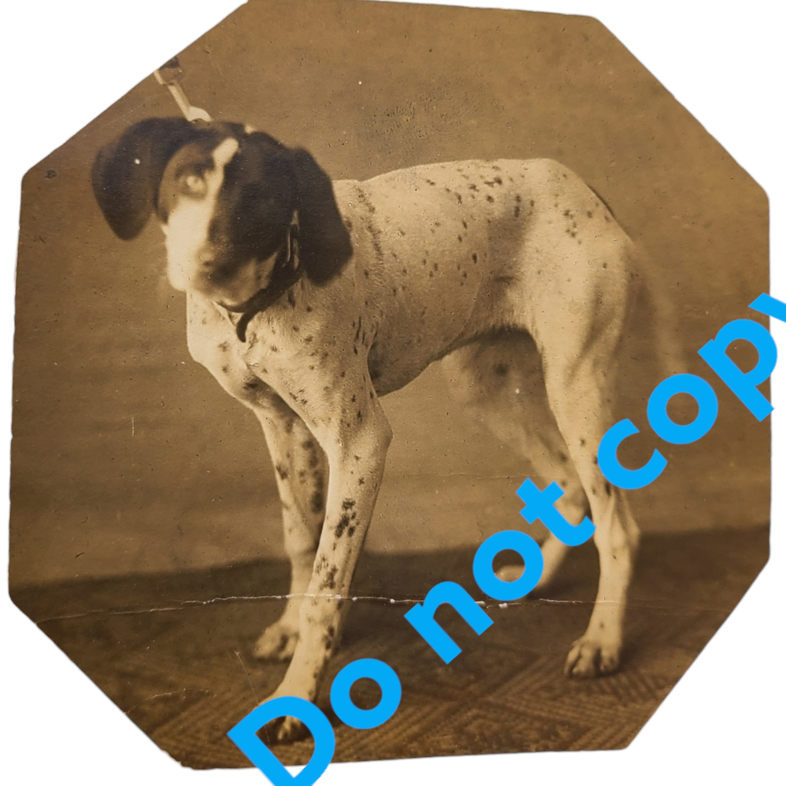 Vintage English POINTER DOG Photo 1910s 1920s Antique
