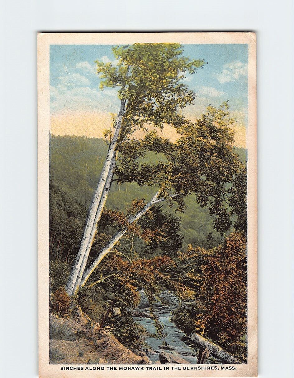 Postcard Birches Along Mohawk Trail in the Berkshires Massachusetts USA