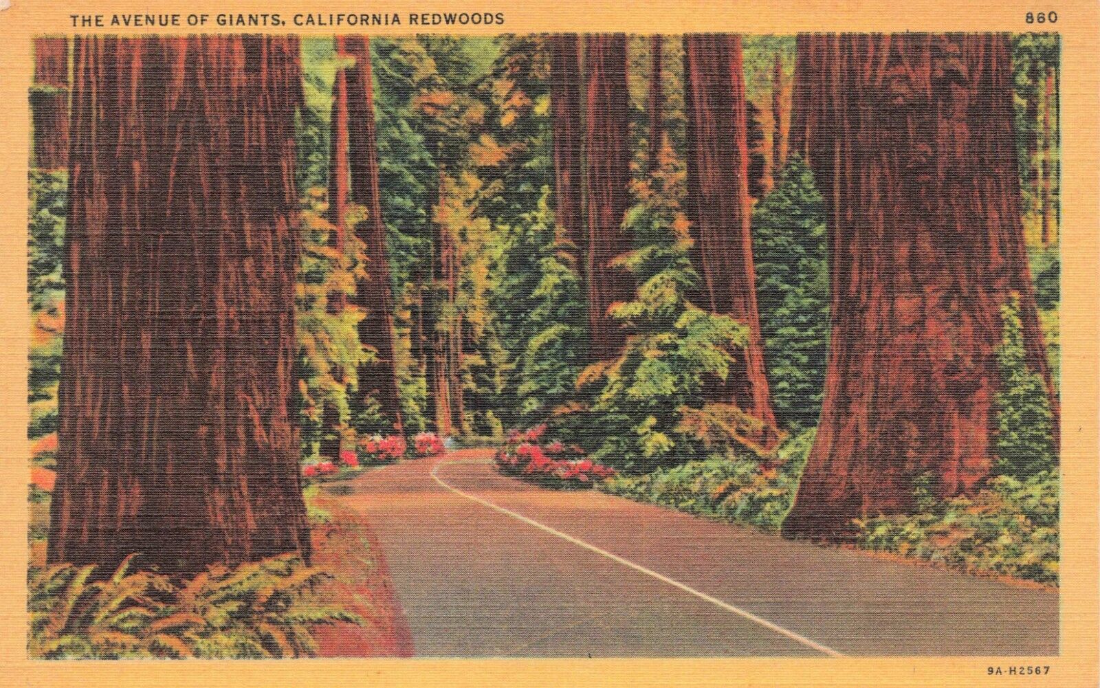 Postcard The Avenue Of Giants California Redwoods Redwood Highway