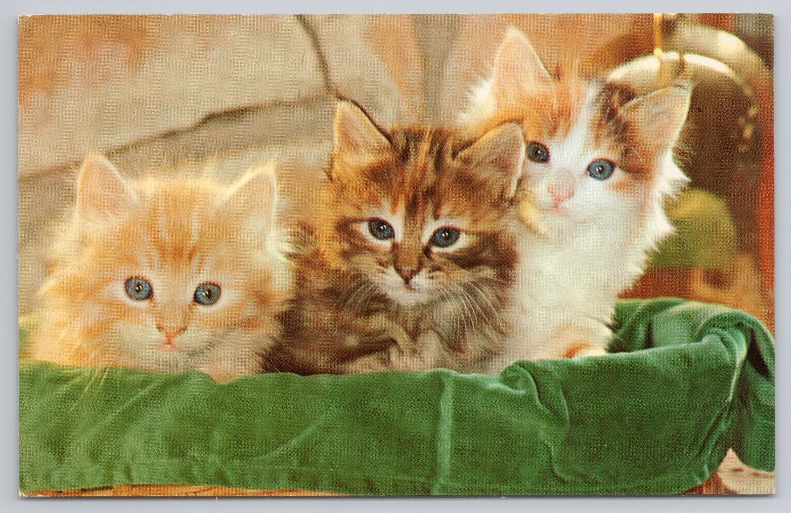 Postcard Three Cute Kittens in a Basket