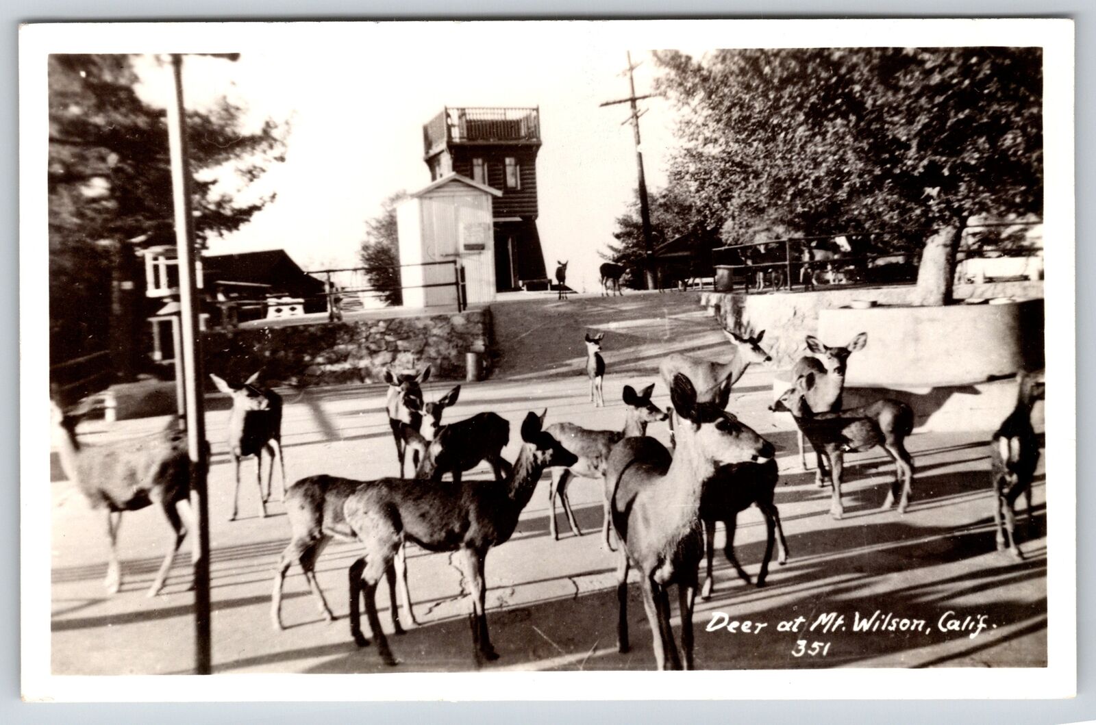 Mt Wilson California~Deer in Square by Observation Tower~1940s RPPC