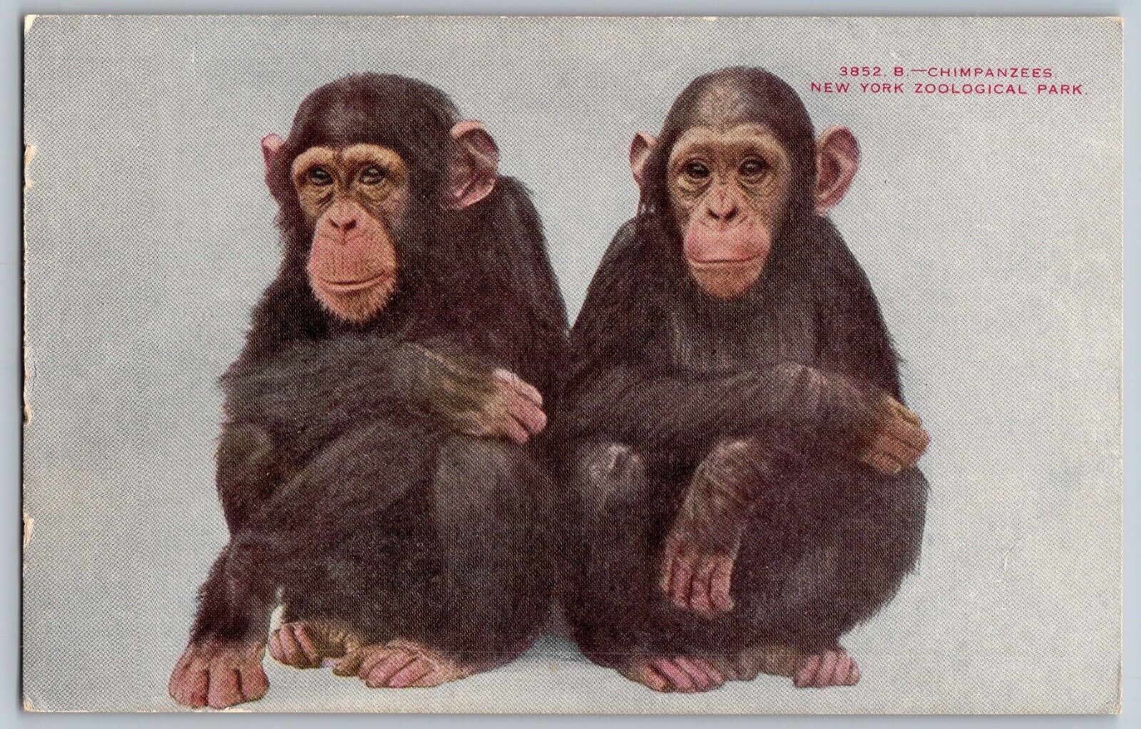 New York NY - The Chimpanzees, NY Zoological Park - Vintage Postcard - Unposted