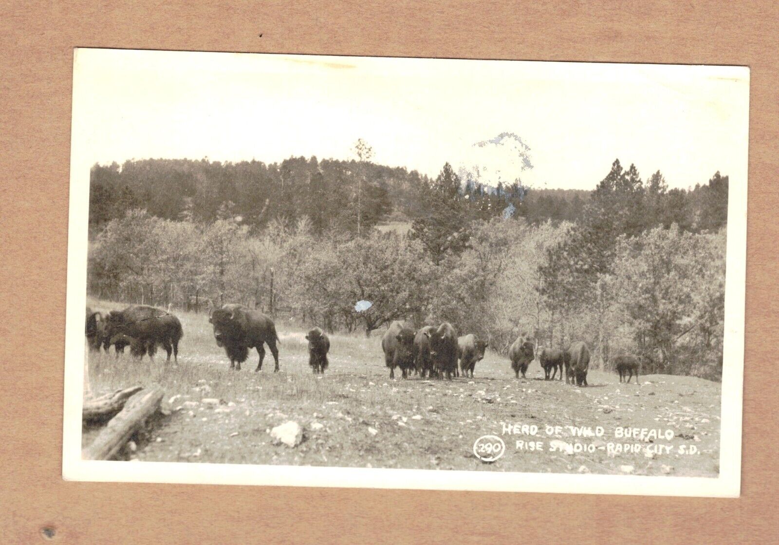 Herd of Wild Buffalo Vintage RPPC, Rise Studio, Rapid City South Dakota