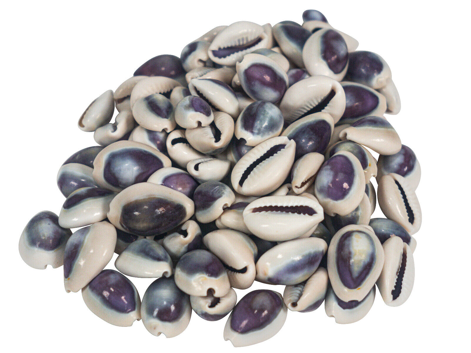 One Hundred (100) pack of Purple Cowrie Shells (269-275-C) 8UP12