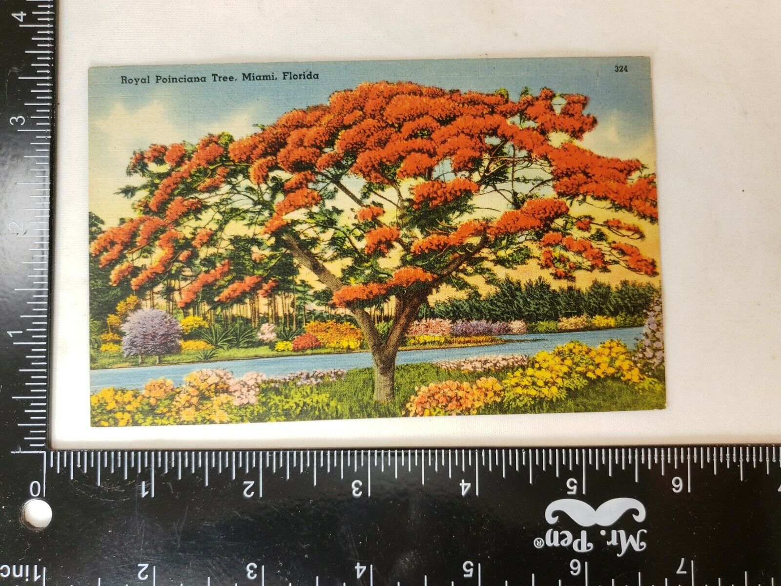 Florida Royal Ponciana tree Miami linen postcard 1941- 