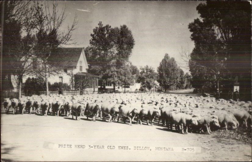 Dillon MT Ewes Prize Herd Farming 1940s Real Photo Postcard