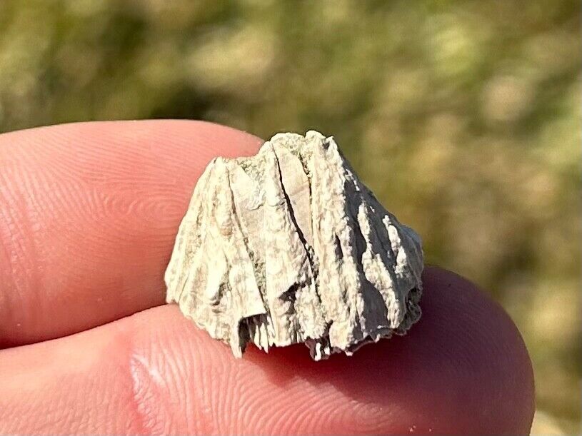 France Fossil Barnacle Miocene Age Sea Fossils