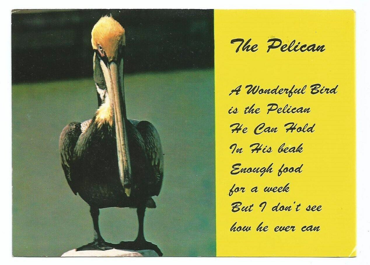 Florida Pelican Bird FL Postcard
