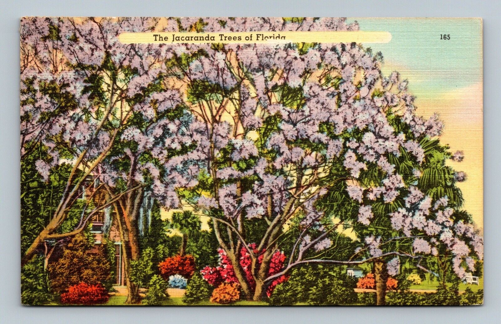 Postcard The Jacaranda Trees of Florida FL