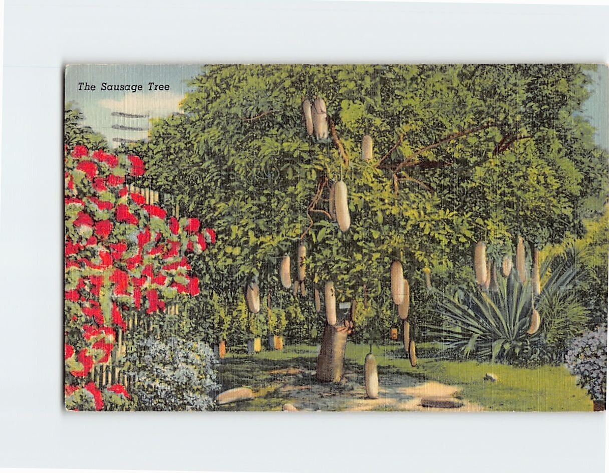 Postcard The Sausage Tree