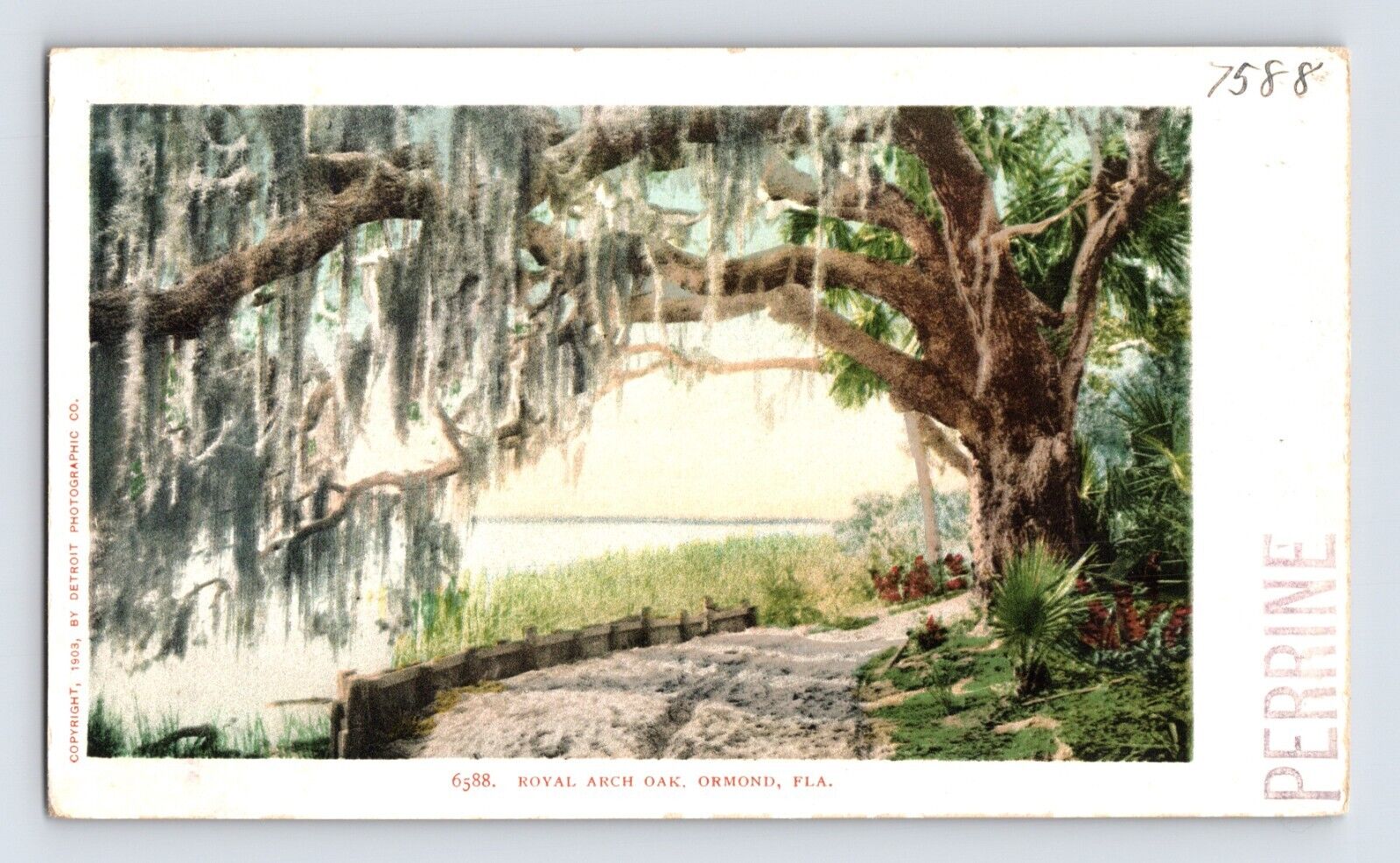 Postcard Florida Ormond FL Royal Arch Oak Tree Pre-1907 Unposted Undivided Back