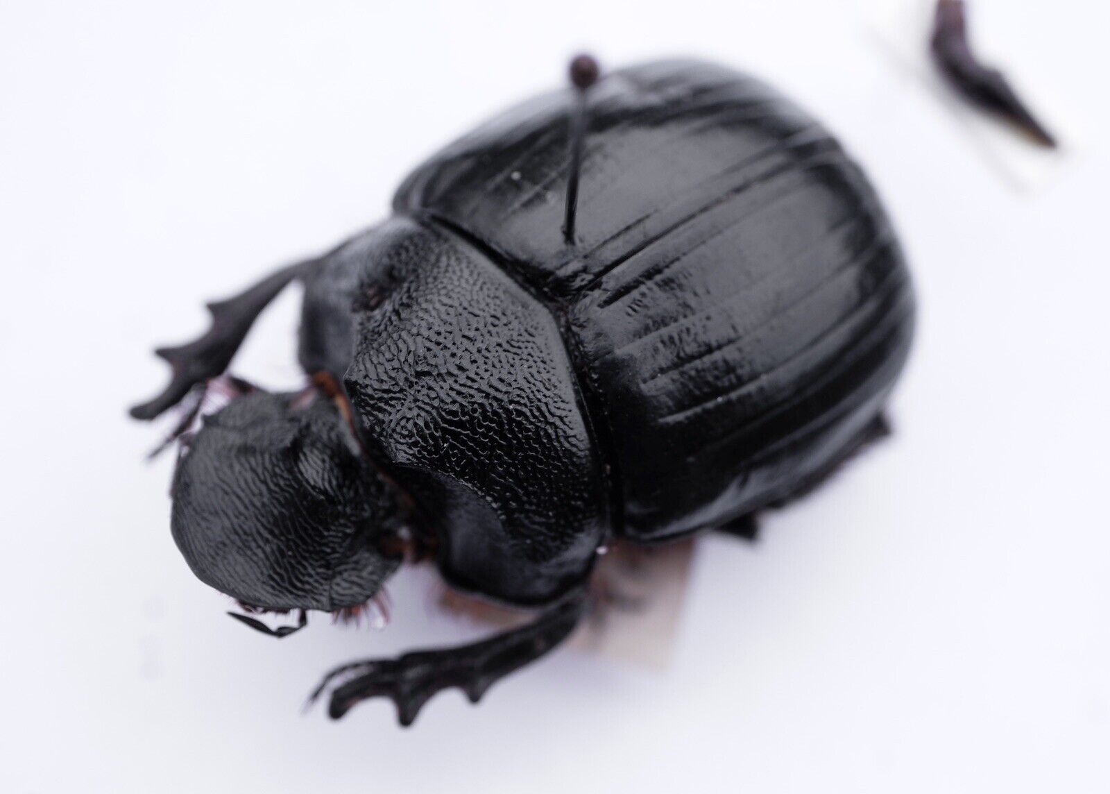 Coleoptera Scarabaeidae Scarabaeinae Heliocopris corniculatus. Very Rare