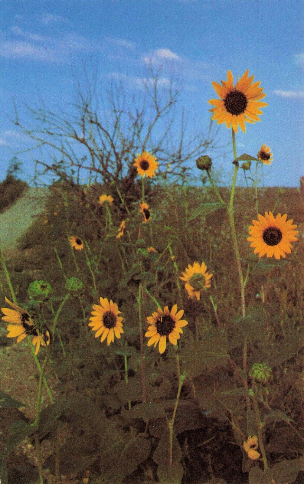Kansas Sunflowers Vintage Postcard Unposted