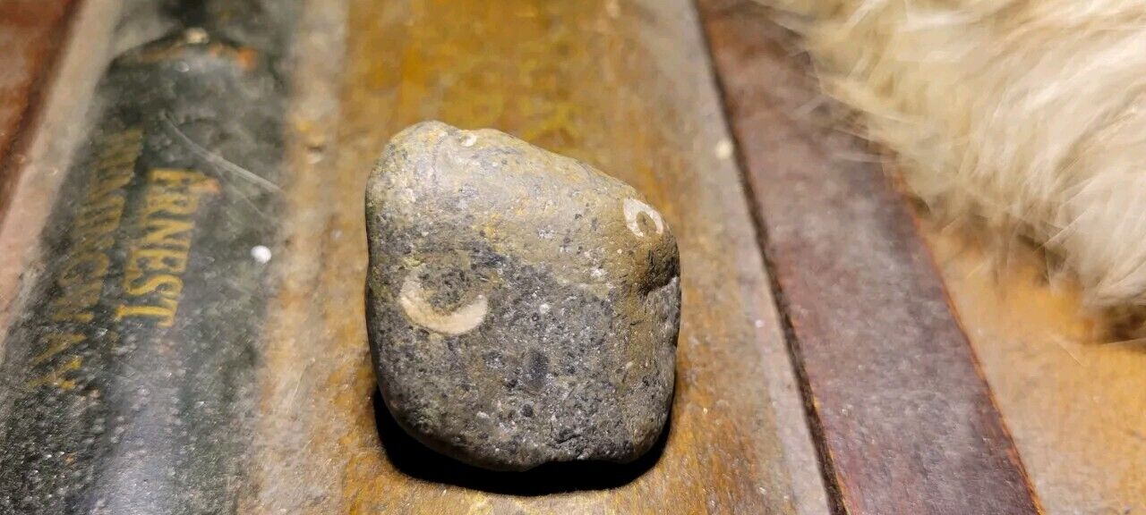 Shell Fossil Conglomerate Rare Eyed 31g