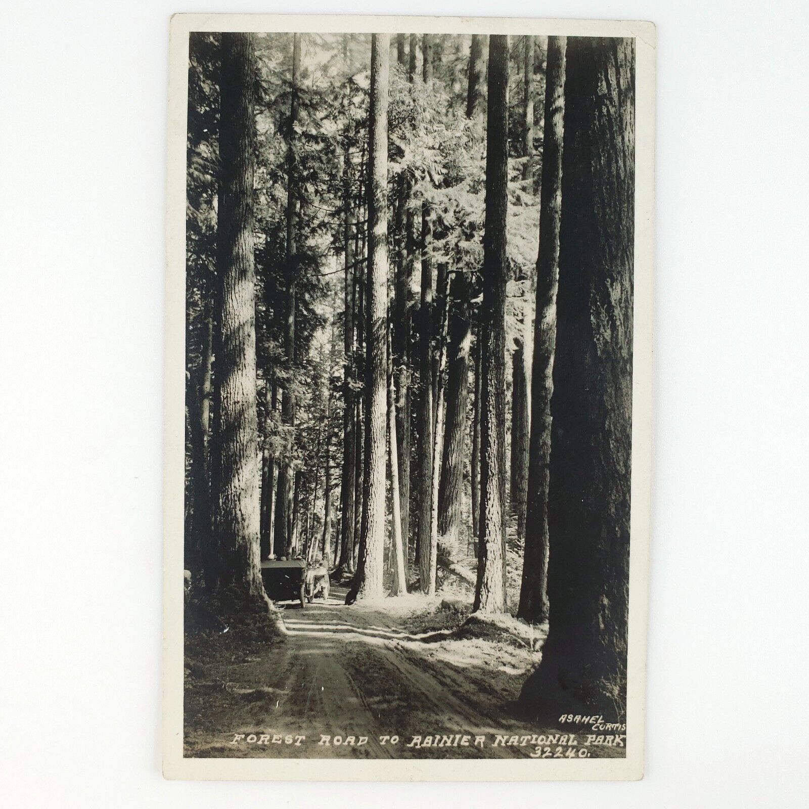 Mount Rainier Park Road RPPC Postcard 1920s Washington State Forest Trees D1538