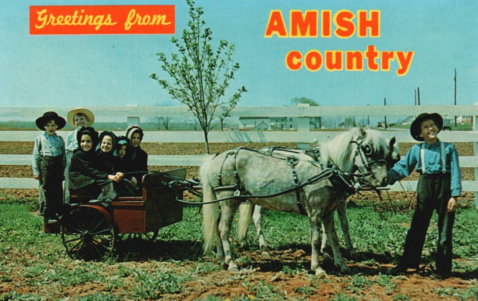 Postcard PA Greetings from Amish Country Kids Ponies & Cart Vintage PC e6648