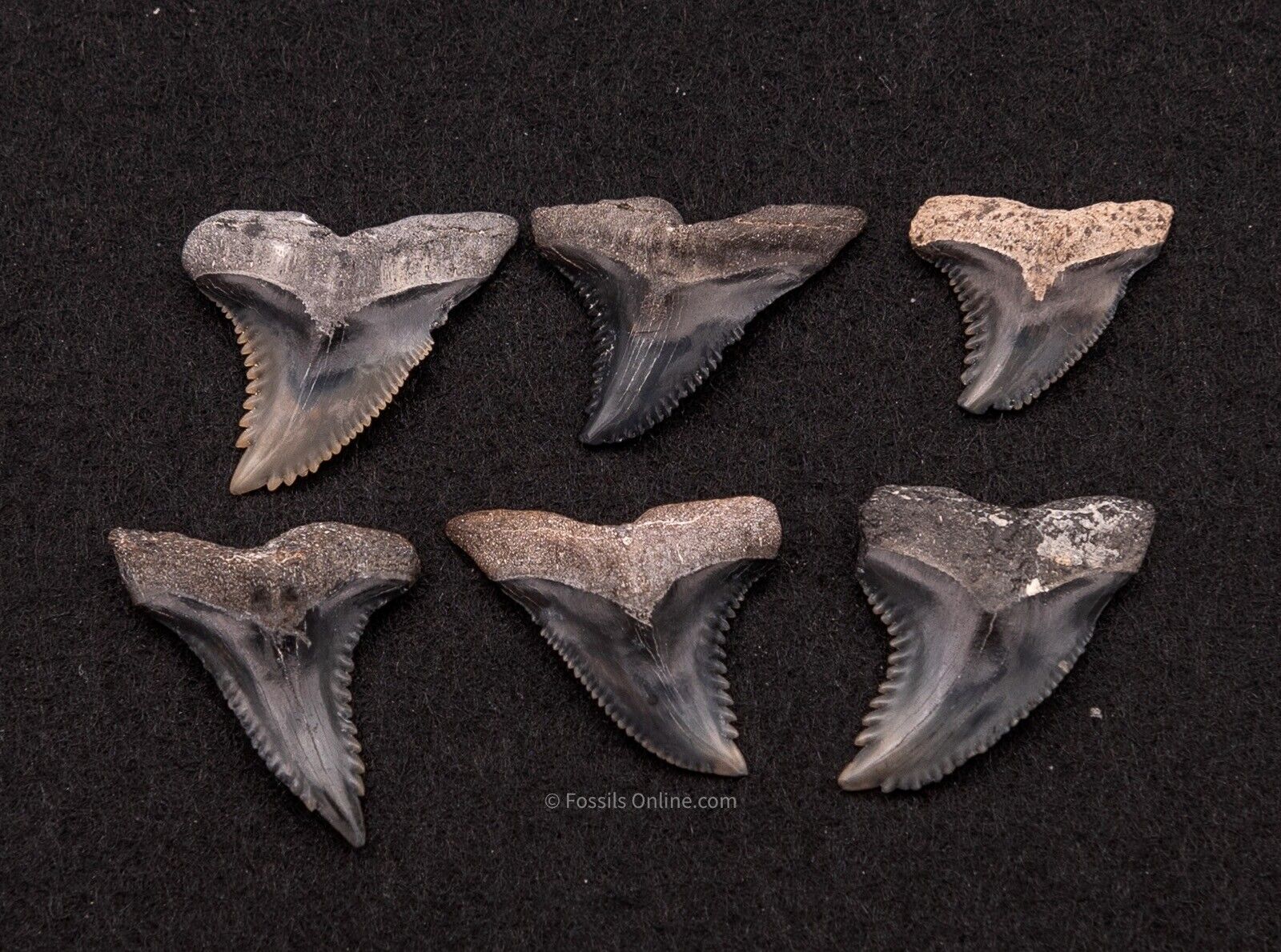 Group Venice Fossil Hemipristis Shark Teeth   1408