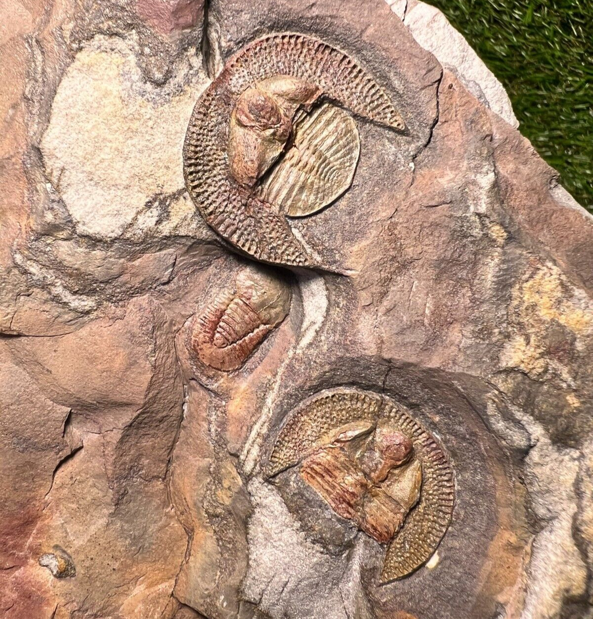 Trilobites Declivolithus titan Trilobiten Fossil - Morocco