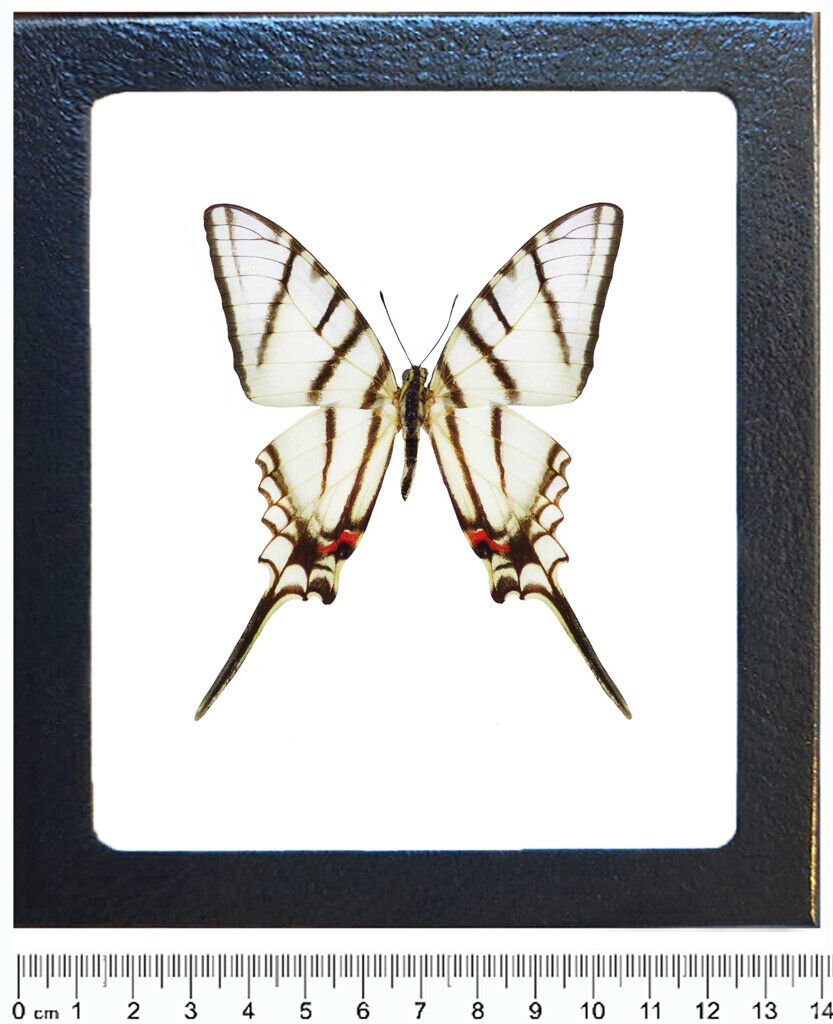 Eurytides epidaus black white zebra swallowtail butterfly El Salvador framed