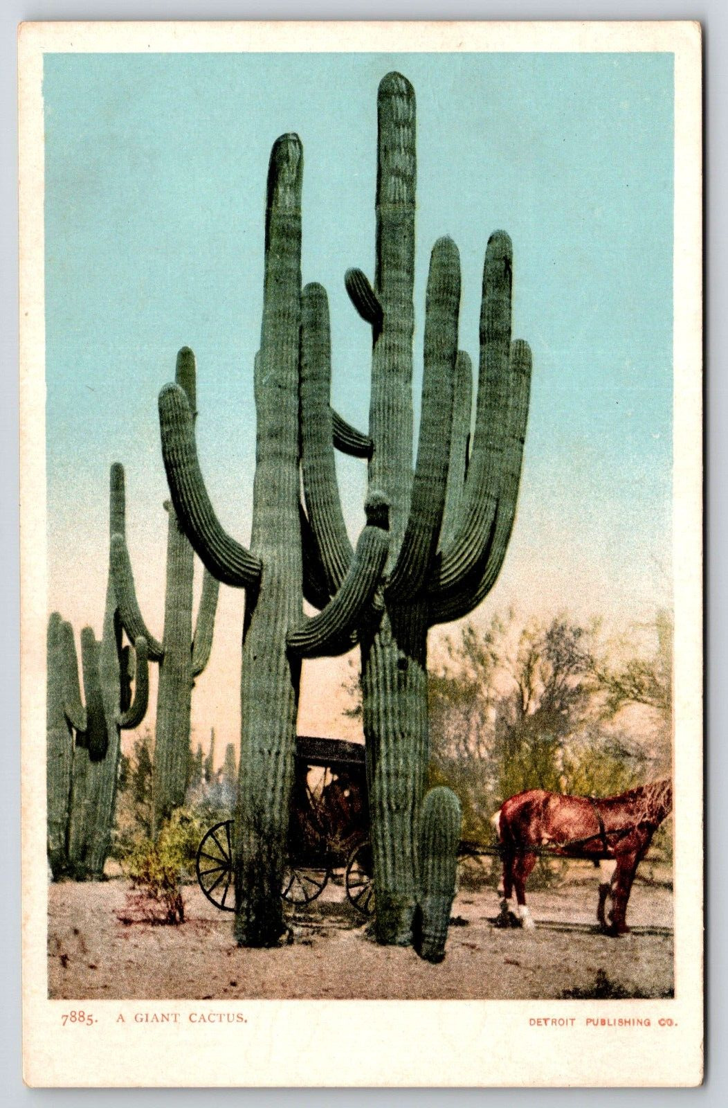 Desert Giant Cactus Postcard Full Color Postcard Post Card Scenic
