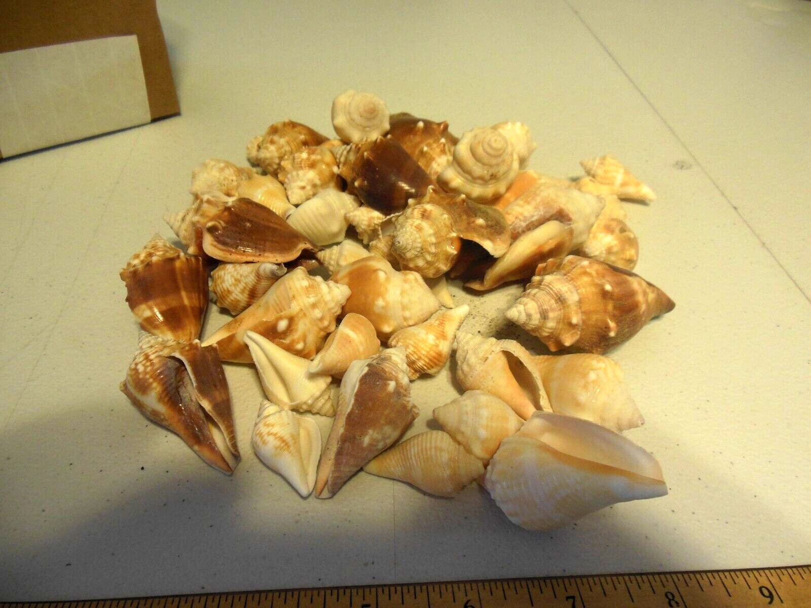 Sea Shell Lot Of Tiny Conch Shells 50 pieces