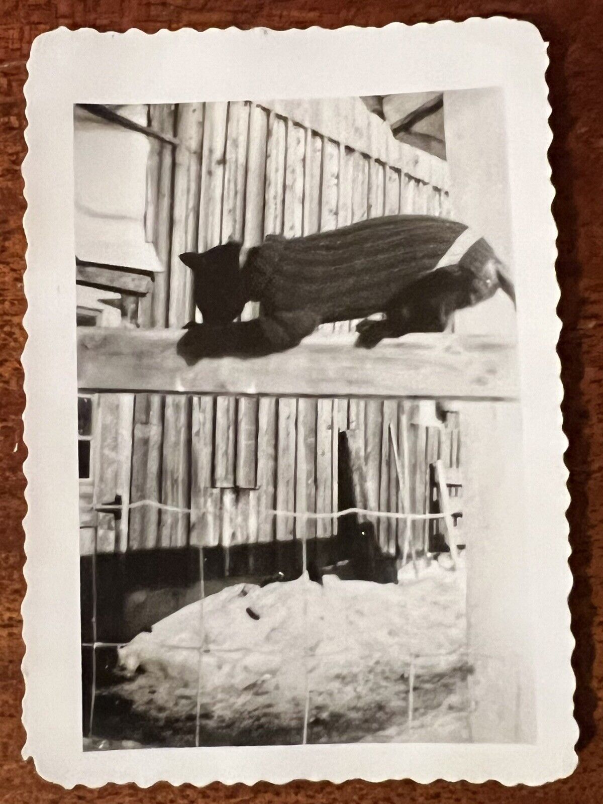 VTG c.1939 Photo Clever Black Cat in Knit Sweater Investigates Farm Weird Humor