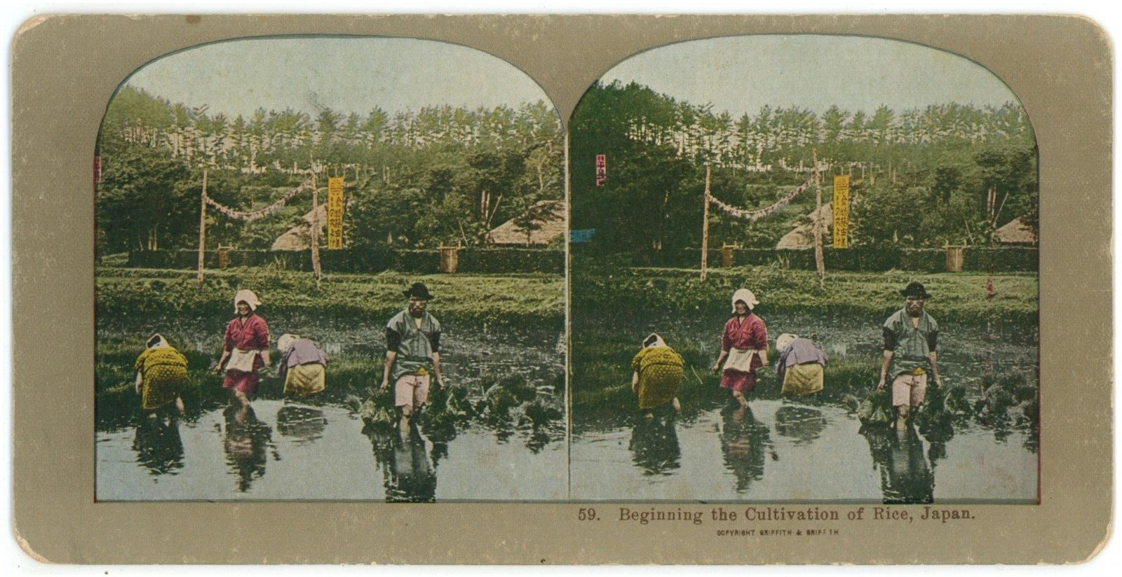 c1890's Colorized Stereoview Card #59 Beginning the Cultivation of Rice, Japan