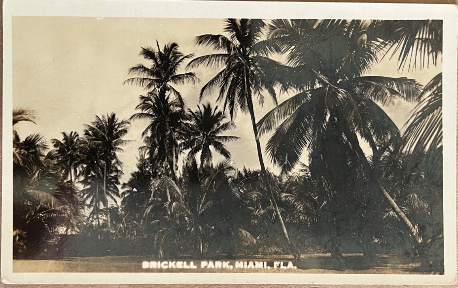 RPPC Miami Florida Brickell Park Palm Trees Real Photo Postcard c1930