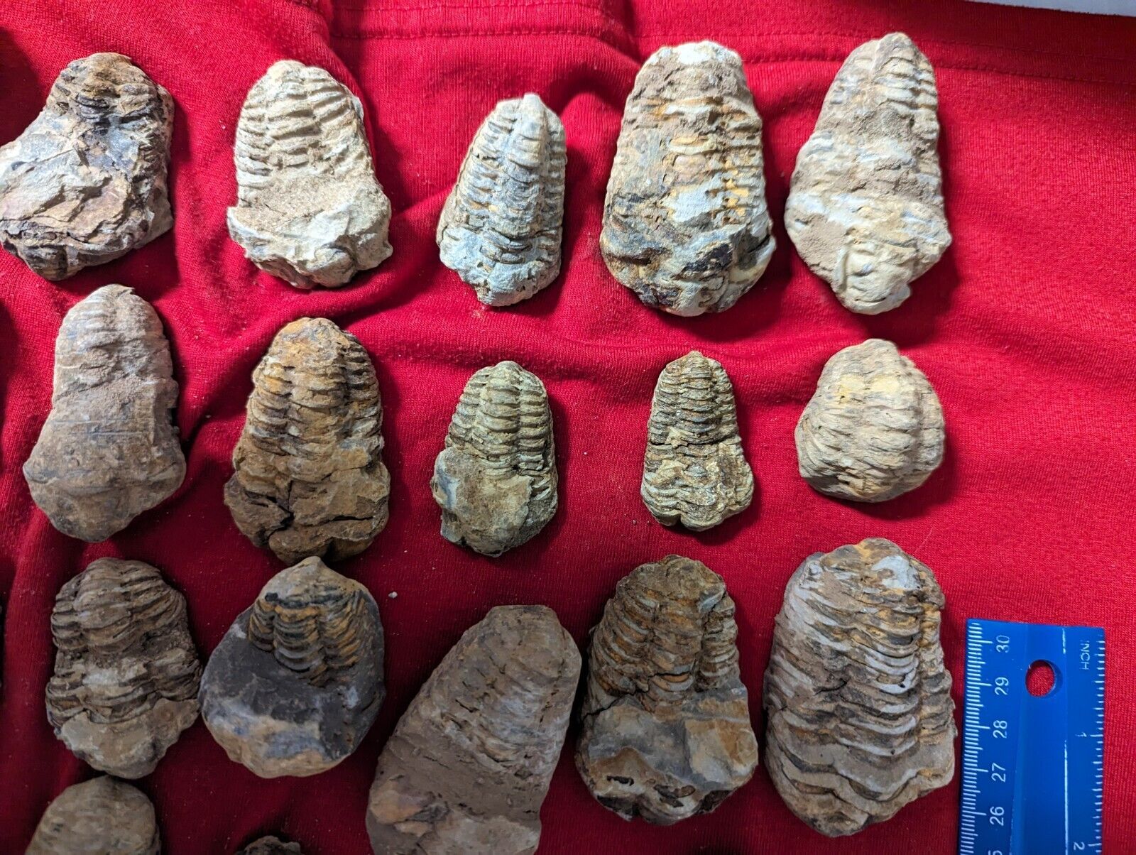 1 large medium Fossil Trilobite per lot