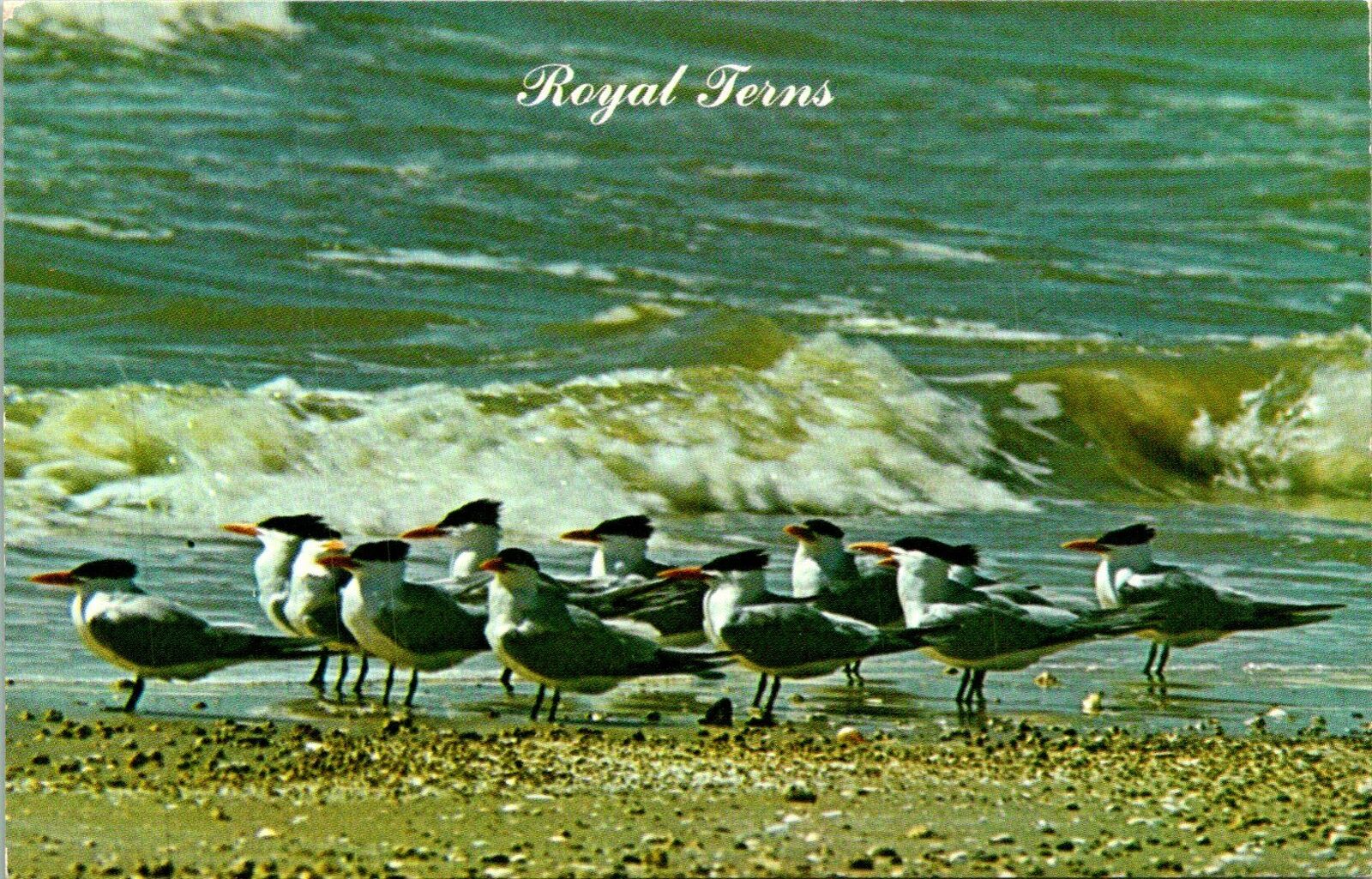Royal Terns Straight Bill Postcard Unused (33573)