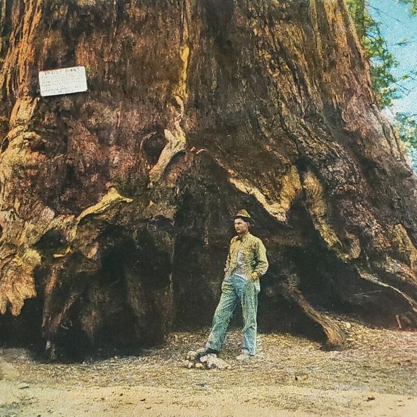 Grizzly Giant Sequoia Tree Postcard 1920s Yosemite Park Mariposa Grove Man B788