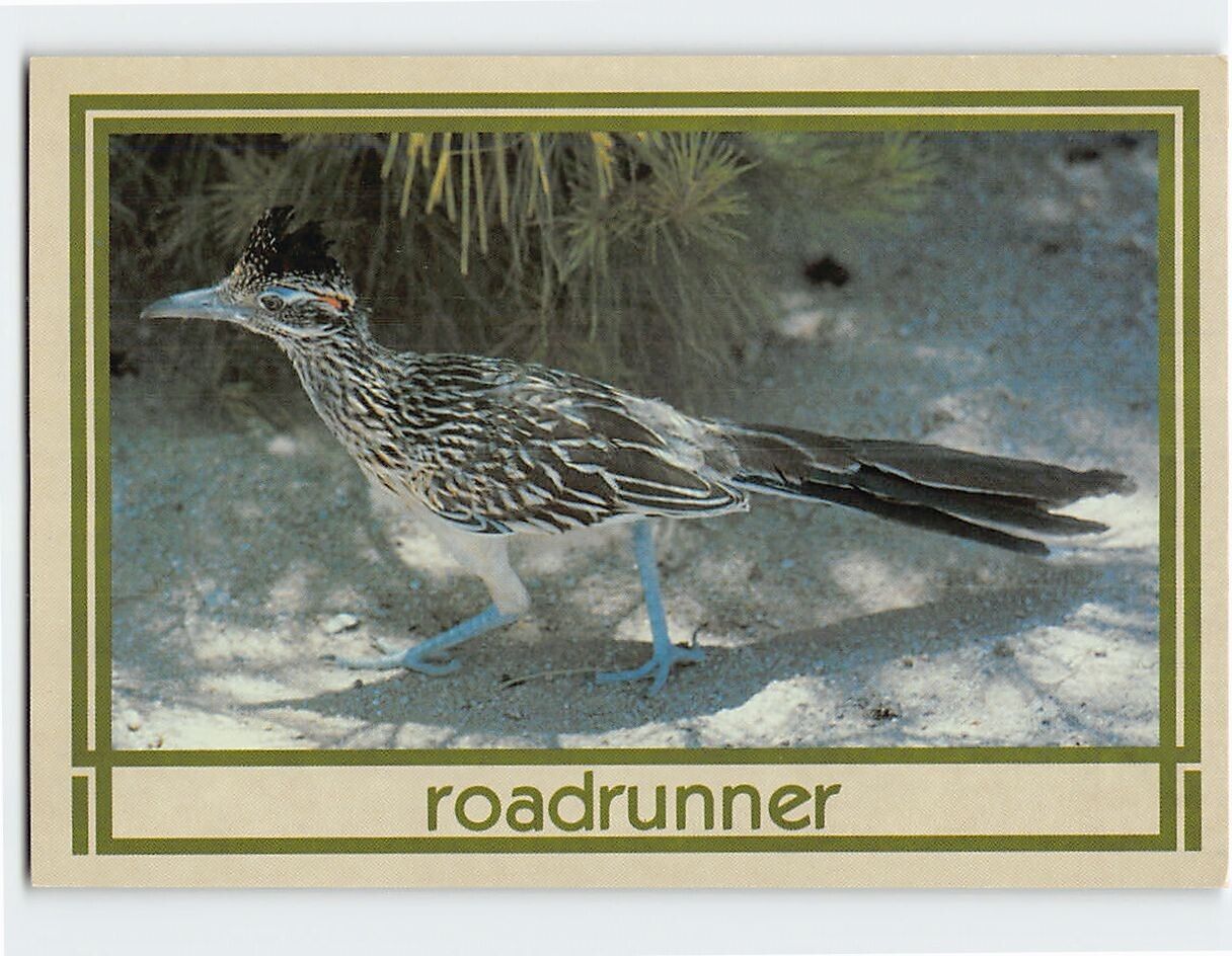 Postcard The Roadrunner