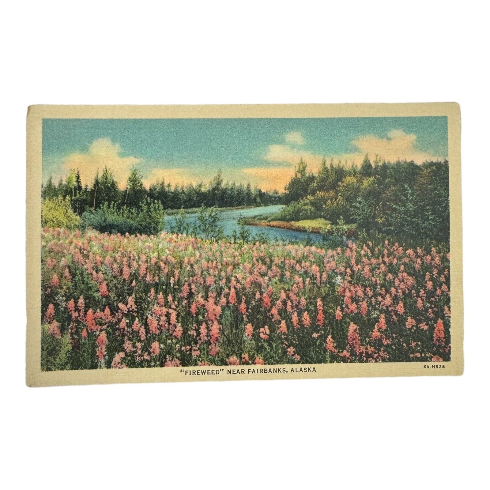 Fireweed Near Fairbanks Alaska Land of the Midnight Sun Postcard Lithograph