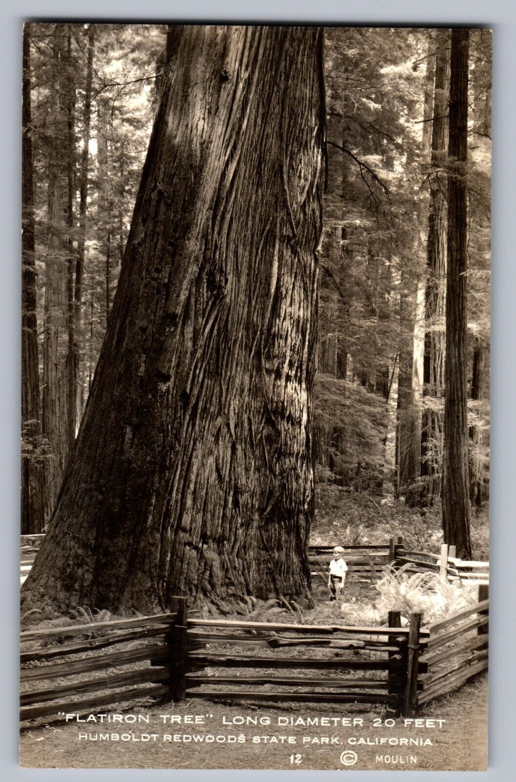 C.1940 RPPC HUMBOLDT REDWOODS STATE PARK, CA FLATIRON TREE PHOTO Postcard P51