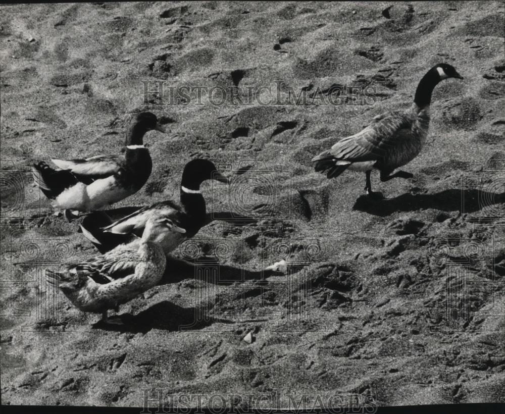 1970 Press Photo Animals Ducks - spa30652