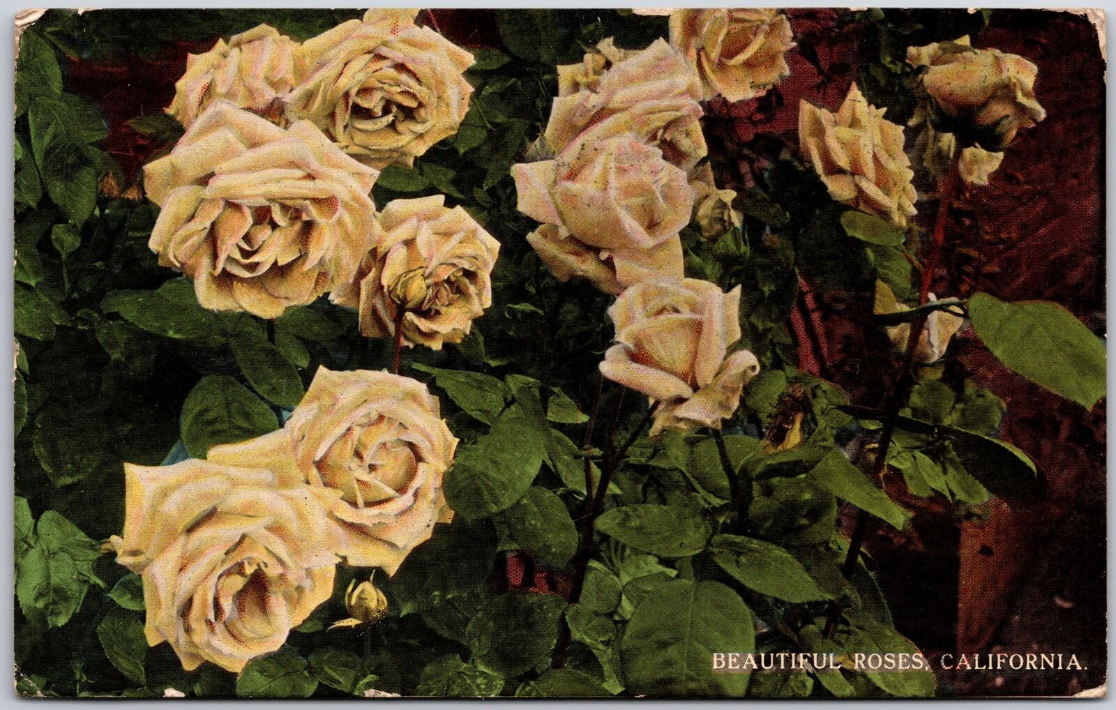 1915 Flower Beautiful Roses California Greetings & Wishes Posted Postcard
