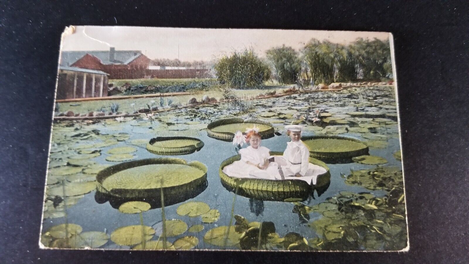 Antique 1909 Postcard TWO CHILDREN SITTING ON GIANT LILY PAD Colored Photo 