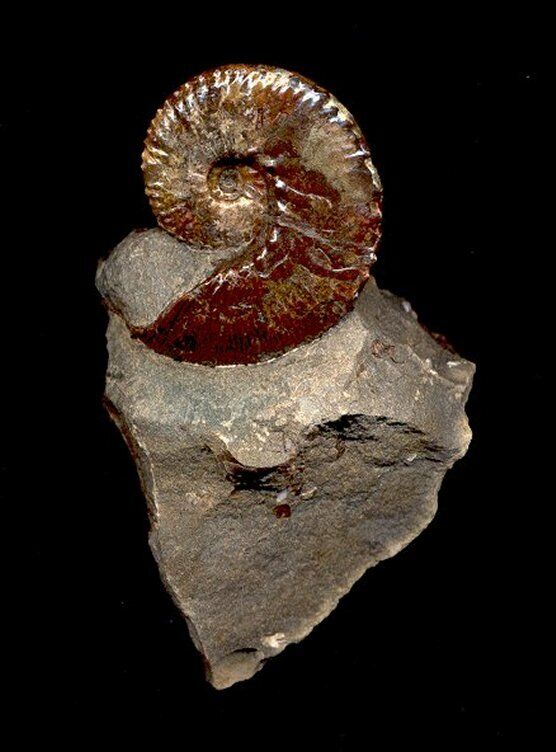 EXTINCTIONS- VERY NICE, COLORFUL AMMONITE FOSSIL FROM USA - BEAUTIFUL DISPLAY