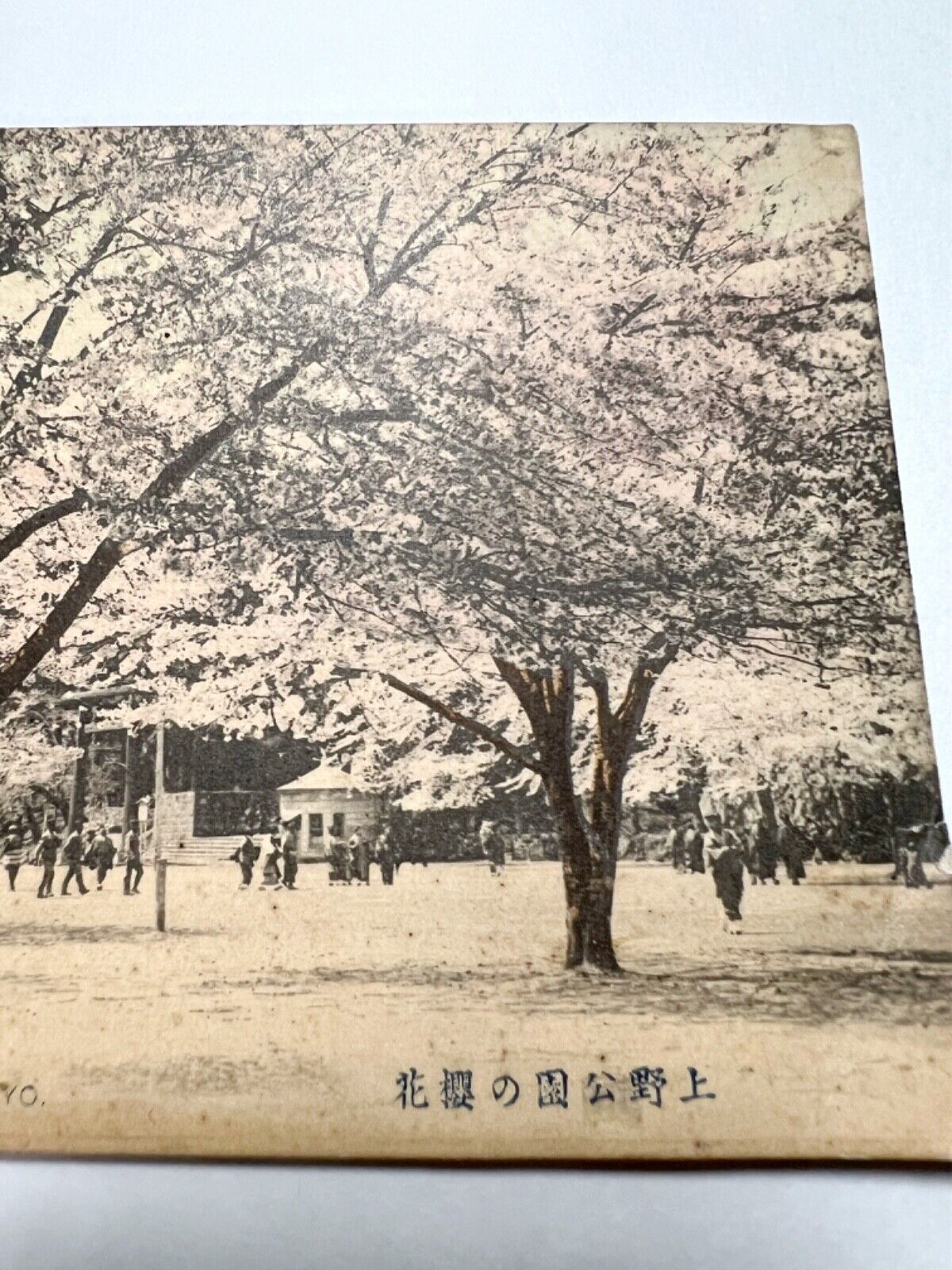 Antique postcard Cherry Blossoms in Ueno Park, Tokyo