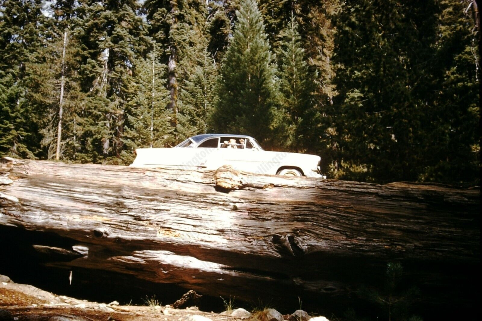 1960\'s classic car on giant redwood tree original 35mm slide Zd5