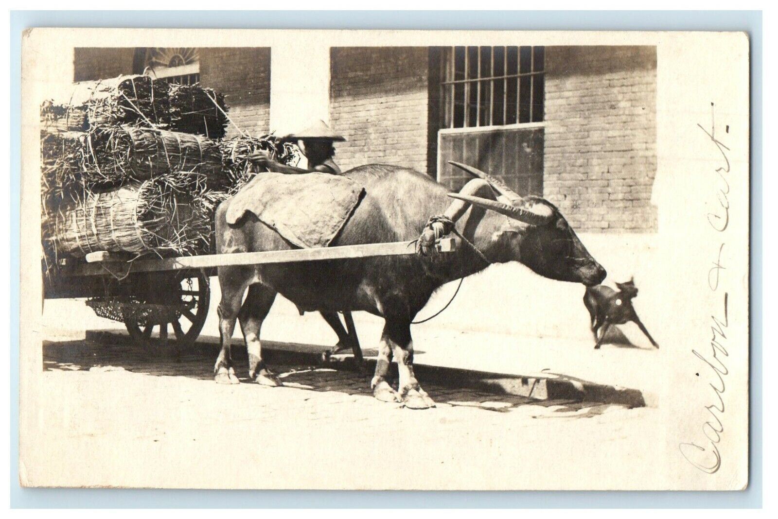 c1905 Ox Caribou Cart Wagon RPPC Photo Unposted Antique Postcard