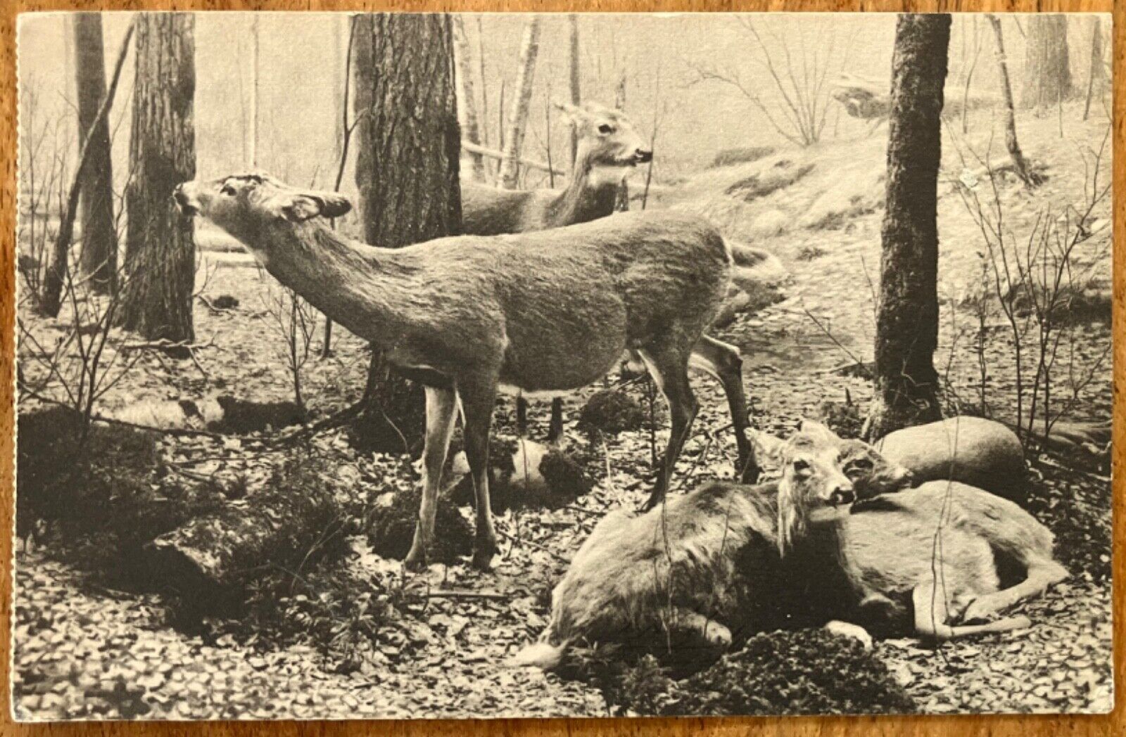 Chicago IL ~ Field Museum of Natural History ~ White-Tailed Deer ~ PM 1922