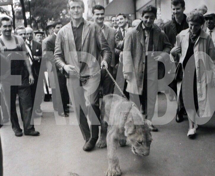 Vintage Press Photo Animals, Lion IN Paris, 1961, print