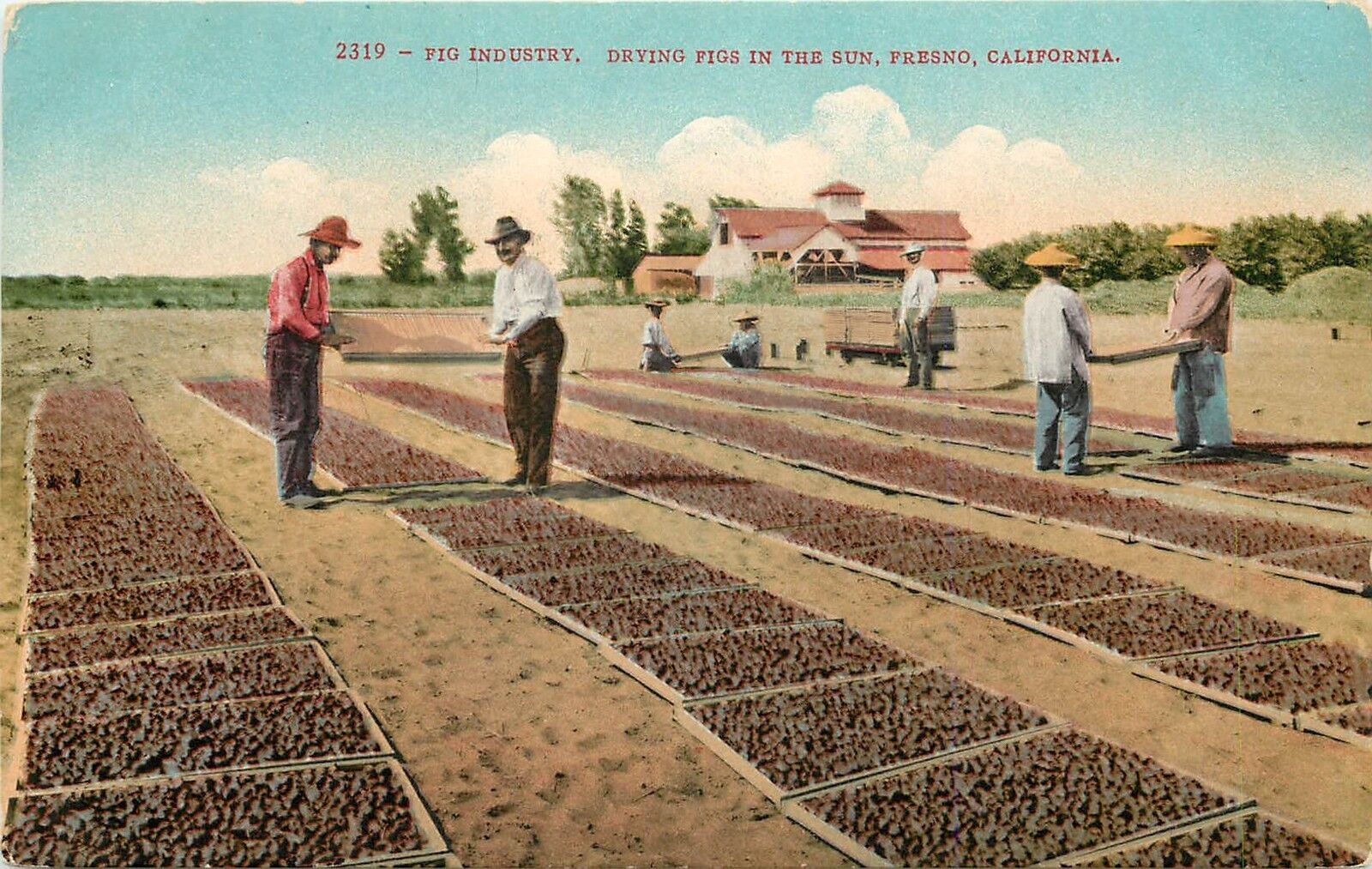 c1910 Mitchell Postcard 2319 Fig Industry Drying Figs in Sun, Fresno CA Unposted