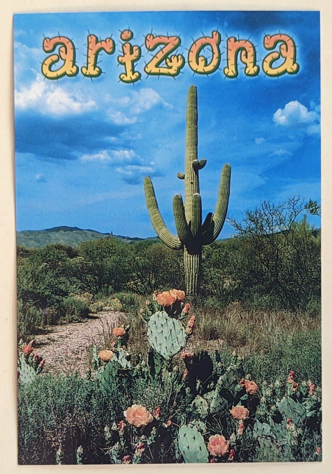  Postcard AZ: Arizona Desert. Cactus