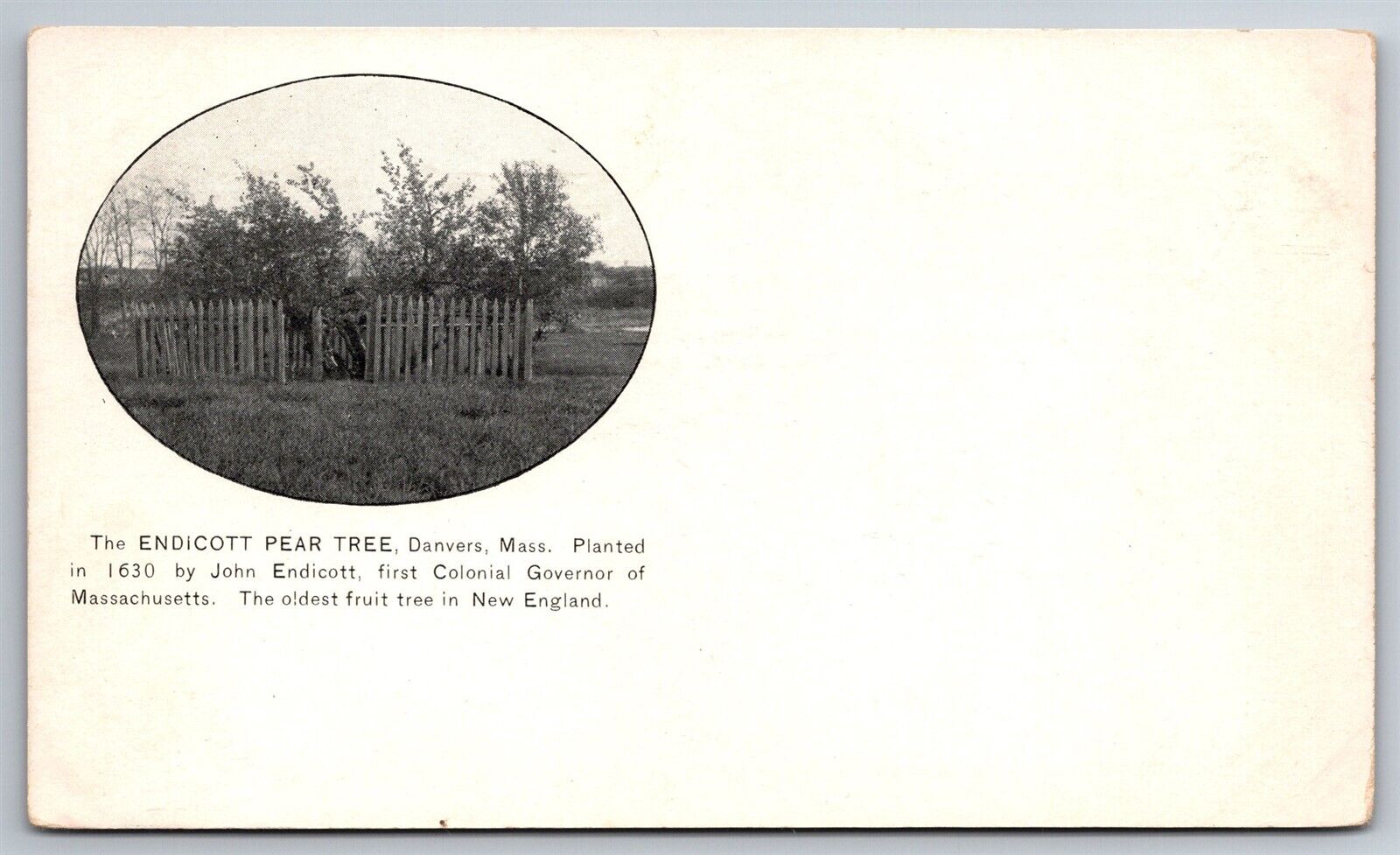 The Endicott Pear Tree Danvers Oldest Fruit Tree In Mass C1905 UDB Postcard N1