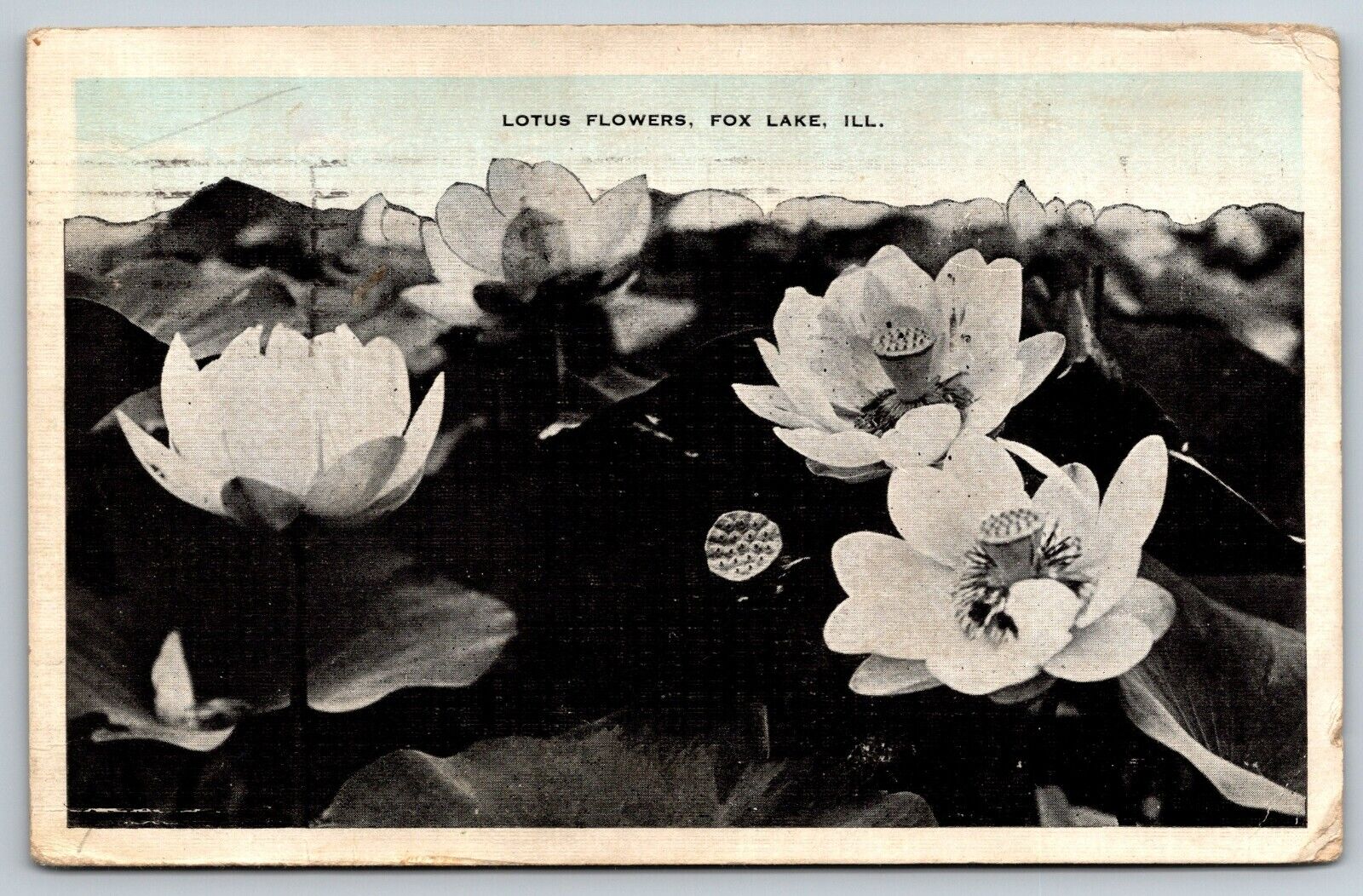 Fox Lake Illinois Lotus Flowers Posting Postmarked 1936 ILL IL 