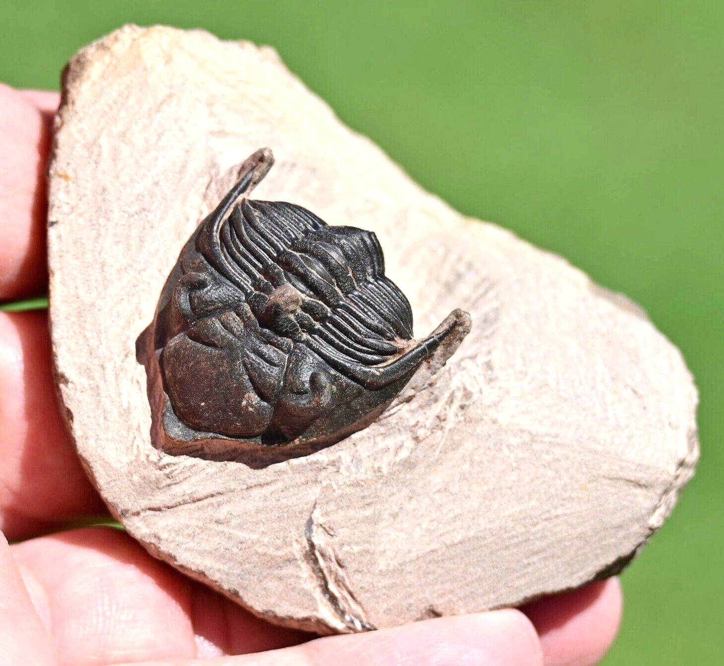 Trilobite Fossil, Metacanthina issoumourensis , from Morocco #2