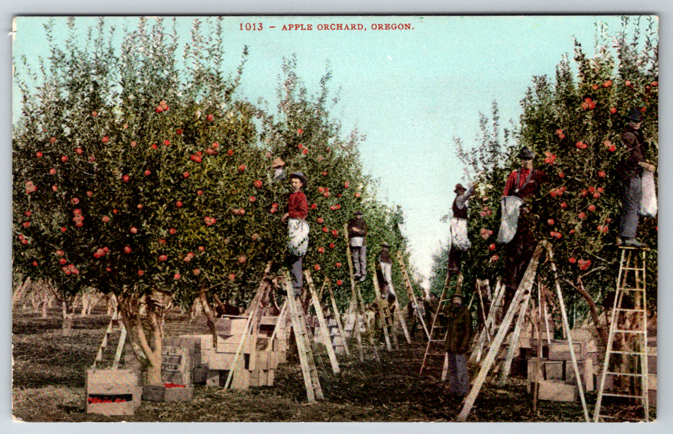 c1910s Apple Orchard Oregon Harvesting Farmers Antique Postcard