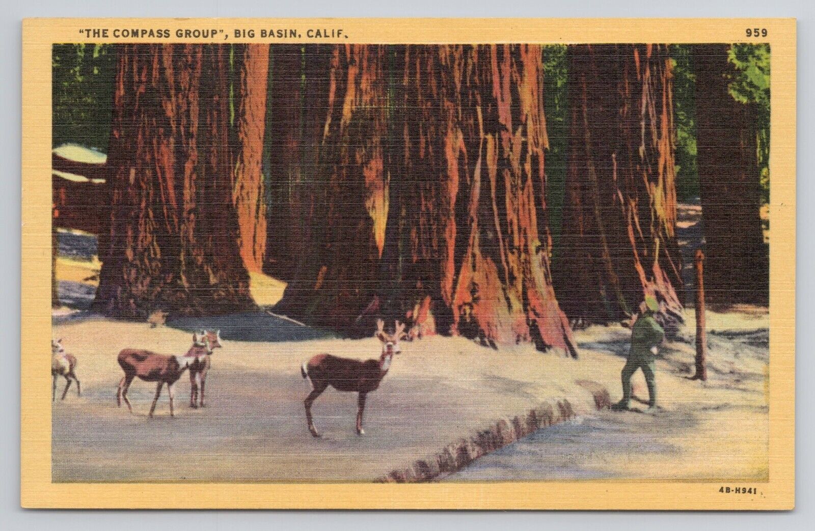 The Compass Group Big Basin California Linen Postcard No 6103